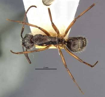 Media type: image;   Entomology 21474 Aspect: habitus dorsal view